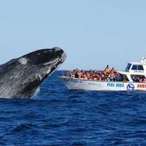PUERTO MADRYN + EL CALAFATE