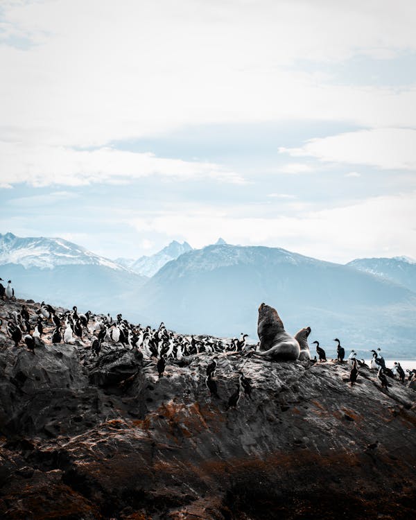 PUERTO MADRYN + EL CALAFATE + USHUAIA